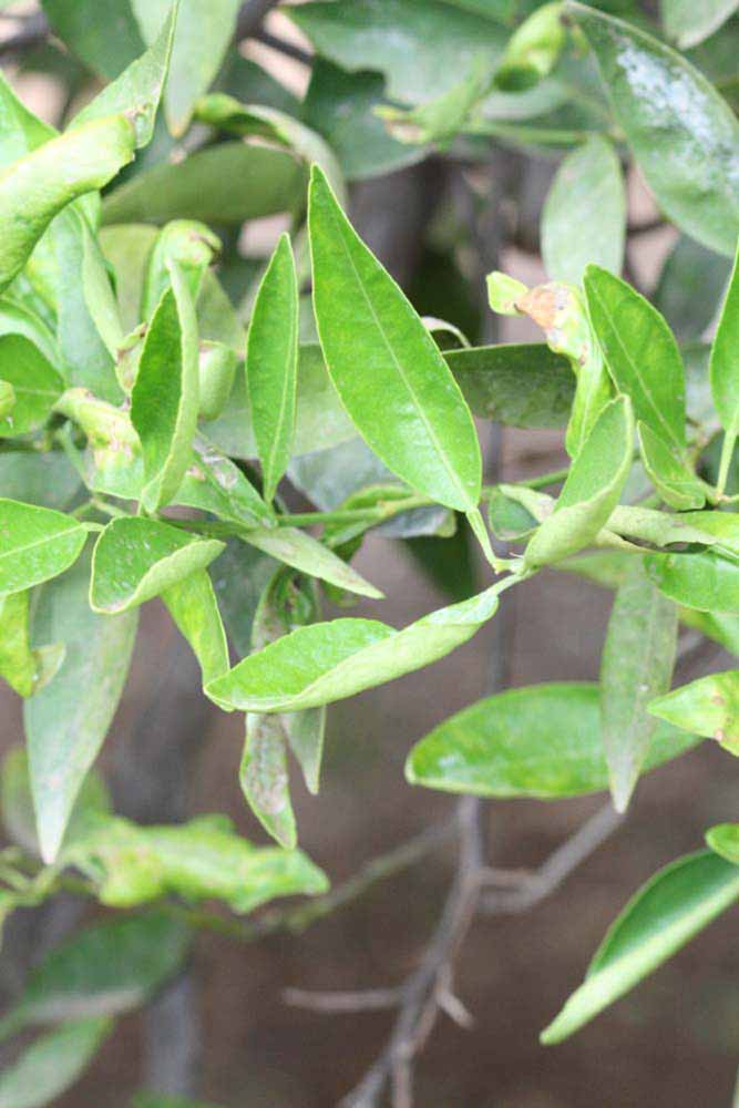              Sun leaves (Riverside, CA)       